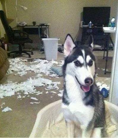 养宠省钱,奇葩养宠经历