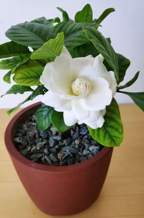 买回来的花带花苞需要剪掉吗,这5种花千万别随意换盆