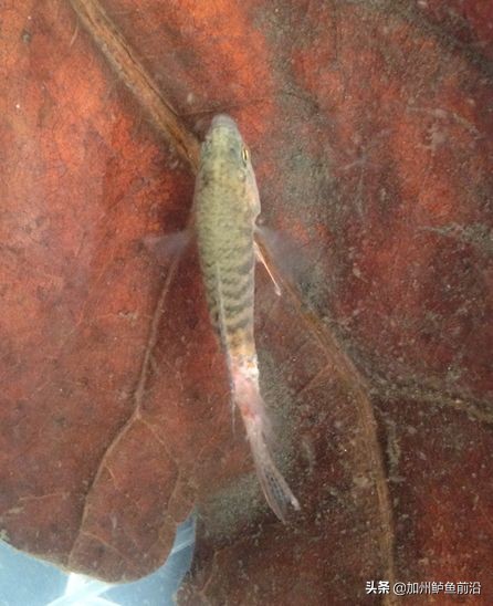 水霉病怎么防治最好,水霉病的五大防治方法