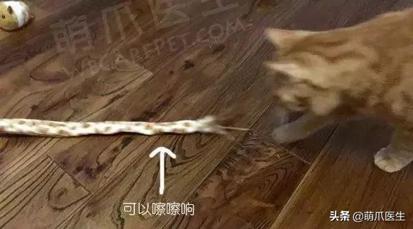 猫咪喜欢在塑料袋尿尿,猫咪吃塑料袋什么原因