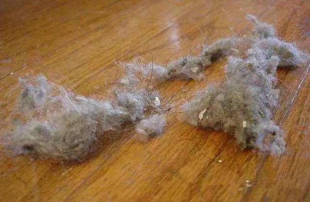 家里地上老是有毛毛怎么处理,家里毛毛灰尘多是哪里来的