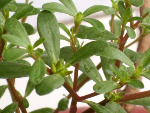 吃什么食物可以快速消除痔疮,痔疮清热解毒的药有哪些