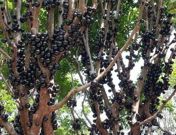 农村最快最赚钱的果树,三农种植致富技术果树