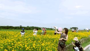 双流哪里可以赏花看飞机,双流附近赏花攻略路线