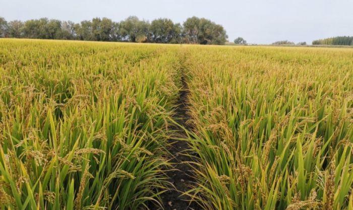 一座年轻的城市石河子,石河子年轻的城