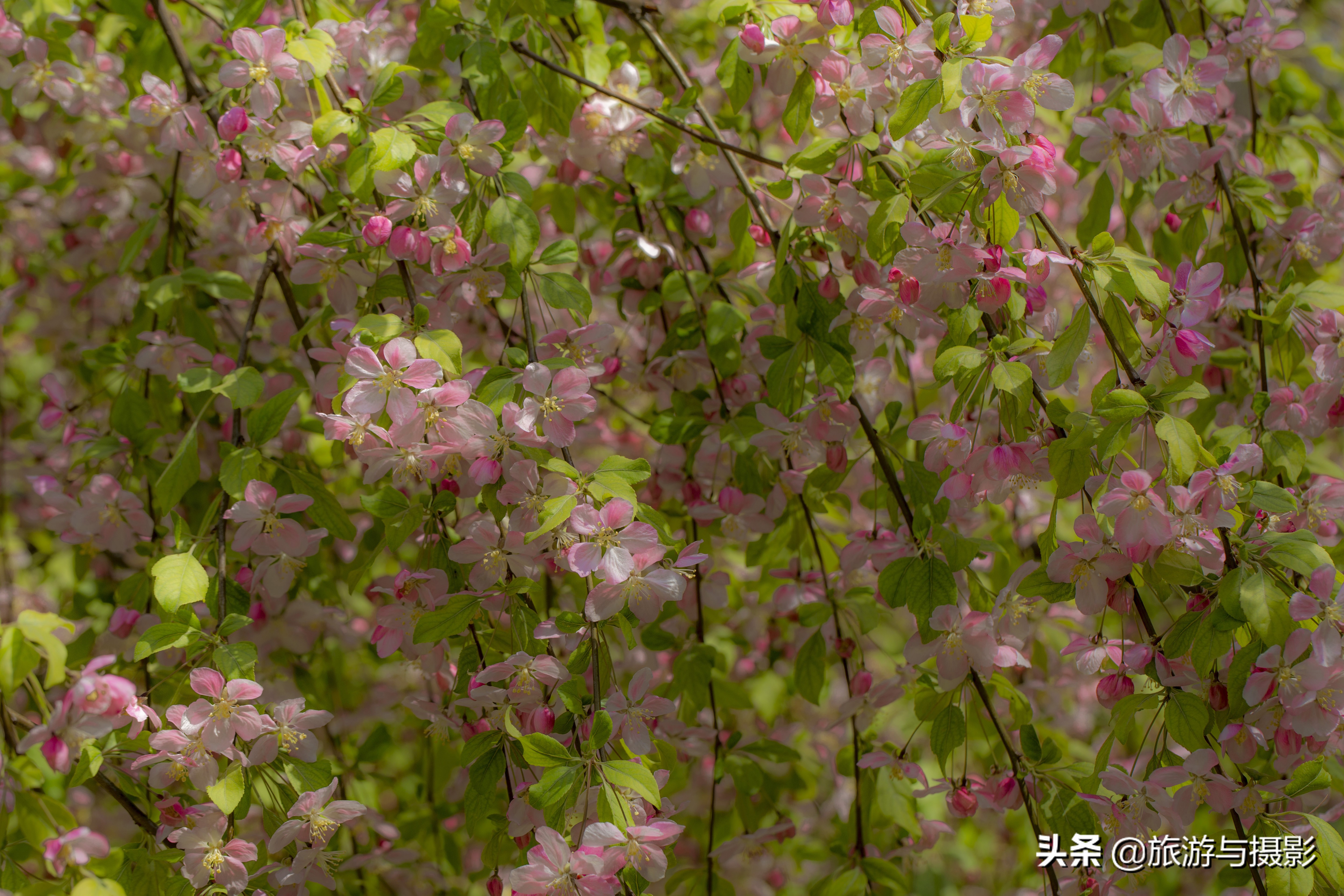 海棠花诗七绝,南宋海棠花图古诗