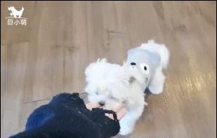 十种可爱狗狗,白色可爱狗狗视频大全超萌