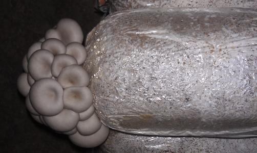 我想种植平菇可以到哪里学习技术,最简单种植平菇配料