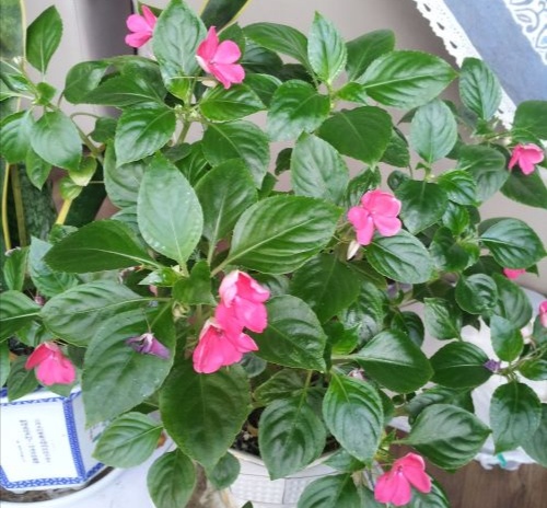 玻璃翠的管理方法,玻璃翠主要病虫害有哪些