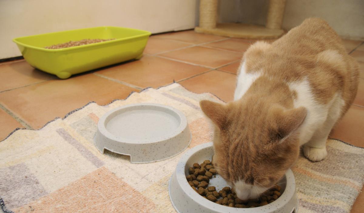 新手养猫,必备清单|拒交智商税