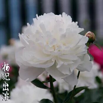 芍药杨妃出浴怎么样,芍药品种杨妃出浴独有的特征