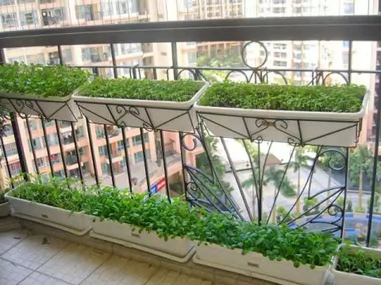 没时间、没经验的阳台种菜者，统统看过来，台长为你提供解决方案