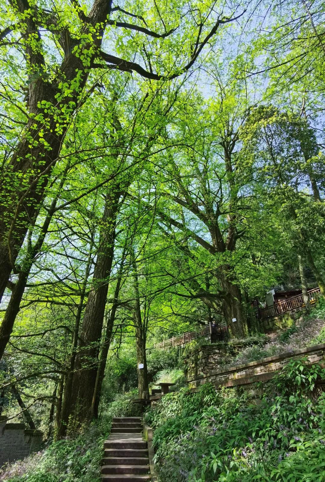 雅安这几天发生的车祸,这就是雅安原版