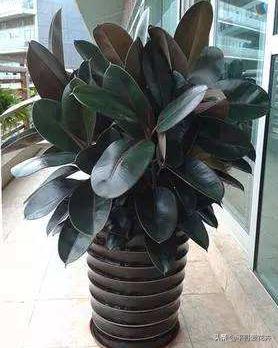 适合客厅养的植物吸甲醛,客厅什么盆栽好吸甲醛好养