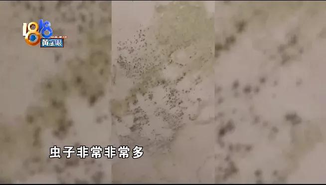 墙体发霉是房东的问题吗,墙体发霉有虫子发潮该怎么处理