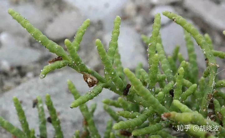 娇韵诗双萃精华是熬夜精华吗,娇韵诗双萃精华和圣罗兰熬夜精华