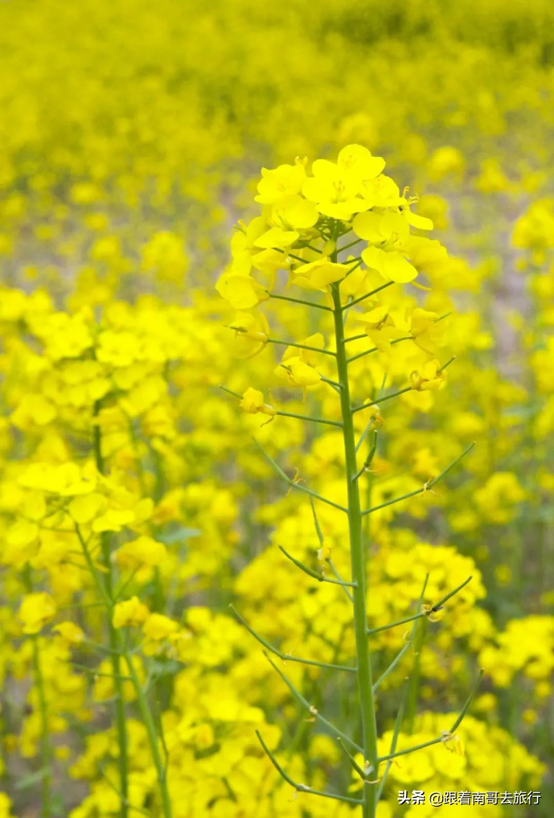 西安附近的公园免费景点推荐,西安公园免费旅游攻略最新