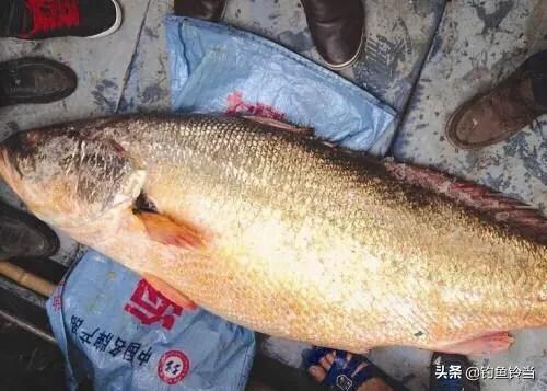 黄唇鱼的愤怒，长着贵过黄金的鱼鳔并没有错，错的是人心的贪婪！