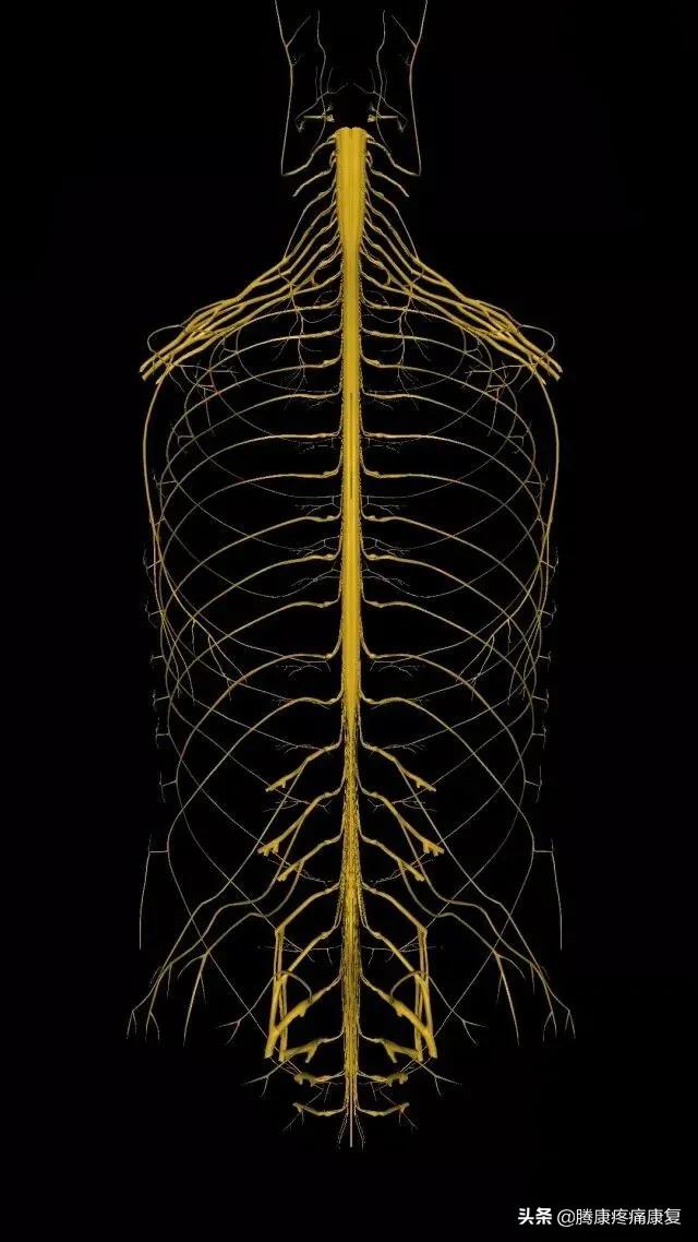 最全！脊神经系统汇总