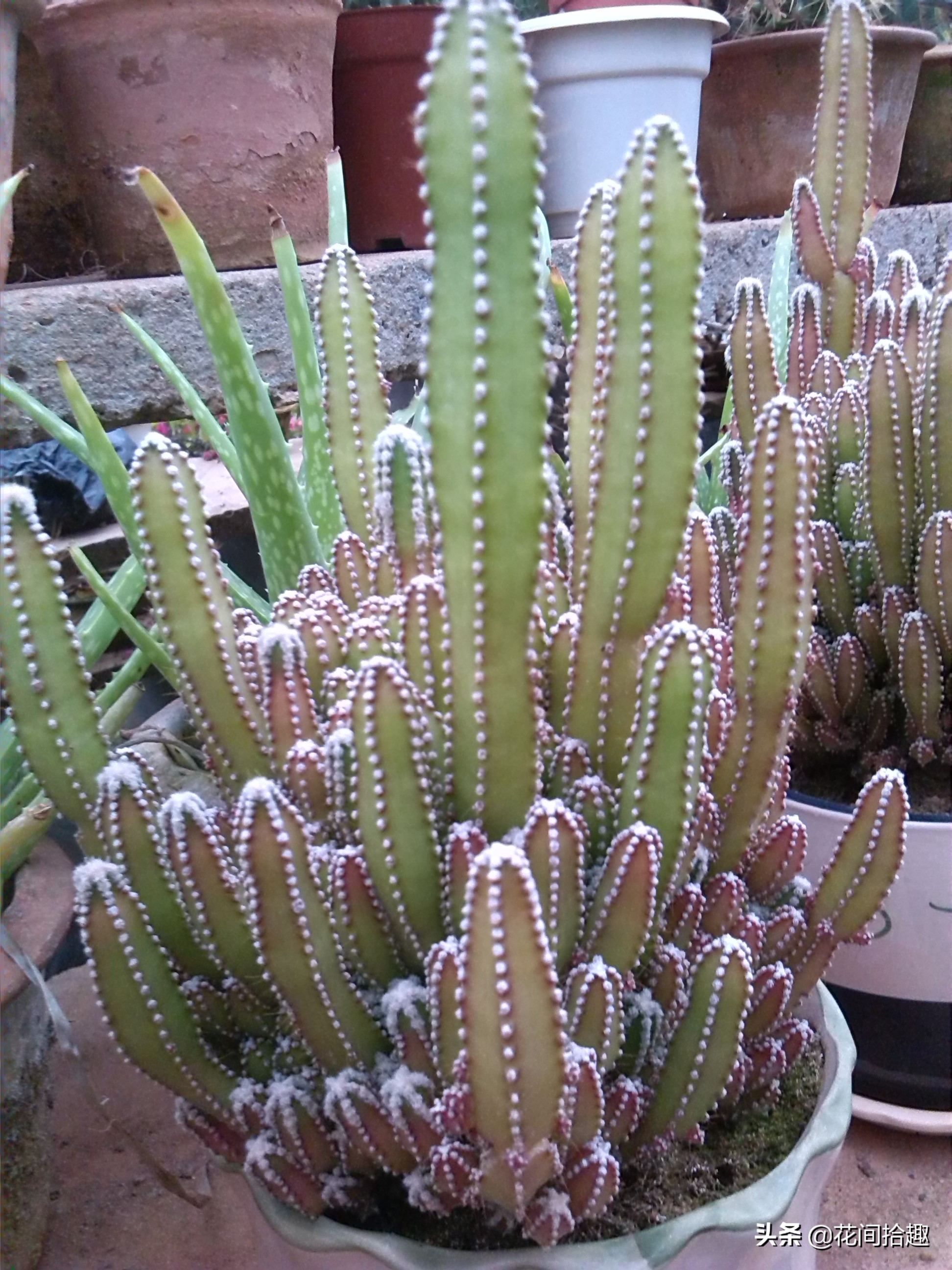 万重山仙人掌属于多肉植物吗,万重山多肉植物仙人掌易养