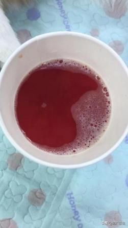 猫有一点点流血是来大姨妈,猫子宫流血是怎么回事