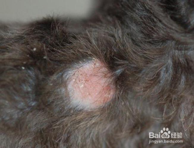 狗狗常见脚部皮肤病及治疗方法图,狗狗严重皮肤病治疗最佳方法