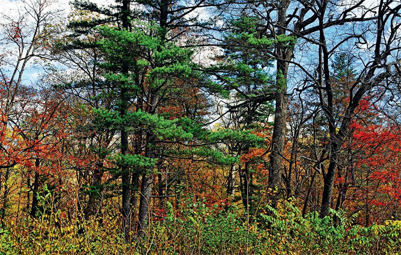 林草科学知识,林草科普类短视频