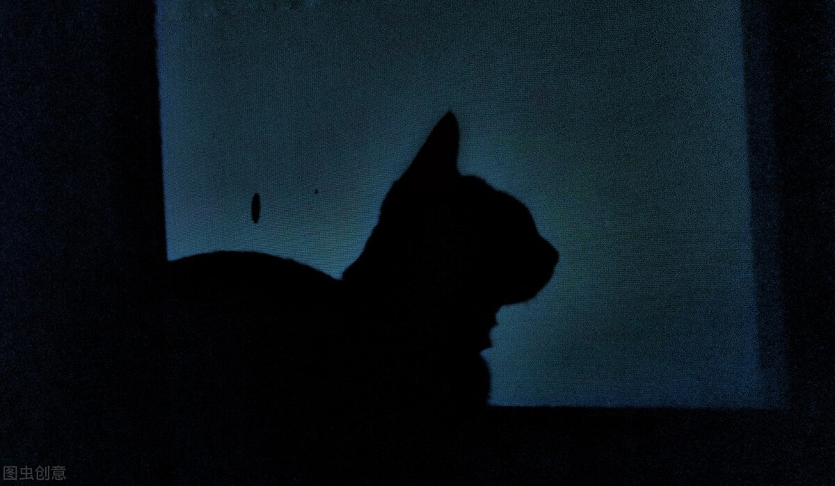 为什么猫咪总盯着窗外看,猫咪为什么总是盯着墙看