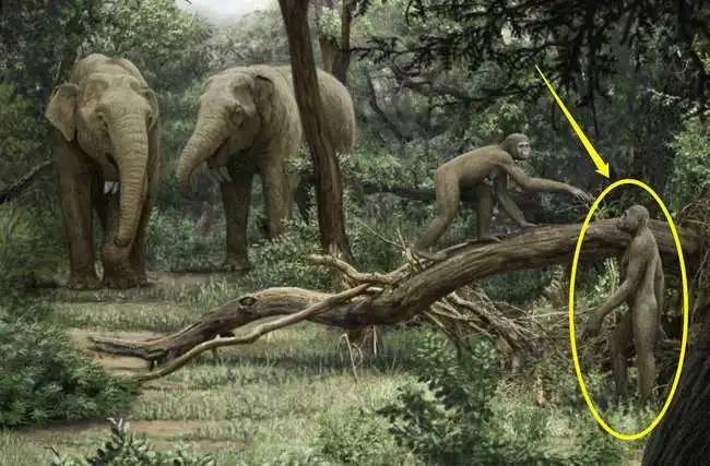 114万年前,人类全身毛发褪去,保留了头发、腋毛和阴毛,为啥?