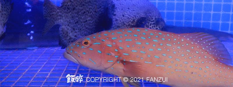 深夜组局新坐标！珠海「潮牌海鲜大排档」来了