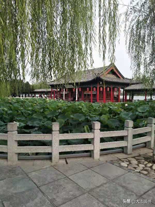 看荷最美的诗词,最具禅意的咏荷诗词