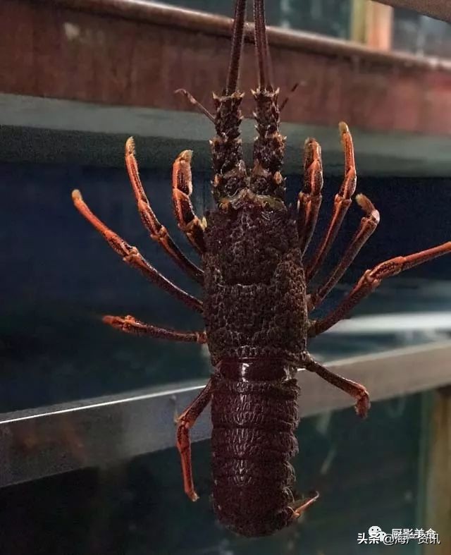 这些诱人的美食你吃过吗,世界上顶级海鲜大全你吃过几种