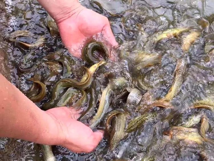 鱼塘泥鳅如何赚钱,泥鳅一亩地能挣多少钱