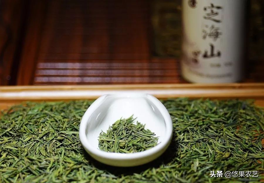 期待兰花香,再谈鸠坑群体种老茶园