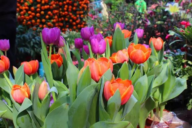 广州这几个小镇美到窒息,广州周末好去处欧洲小镇