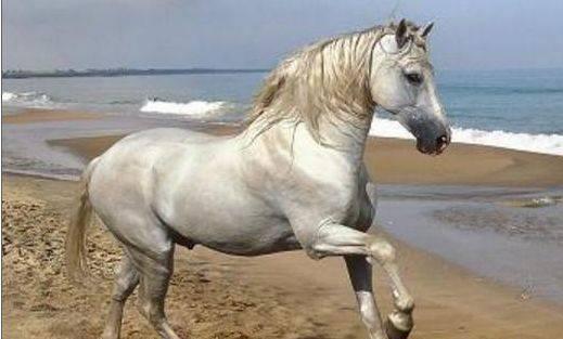 “汗血宝马”出西域,“欧尚汽车”自长安