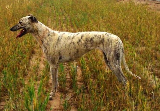 速度与激情法拉利,速度与激情的碰撞