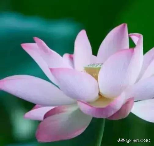 华为看不见苹果logo吗,华为logo拼起来是苹果吗