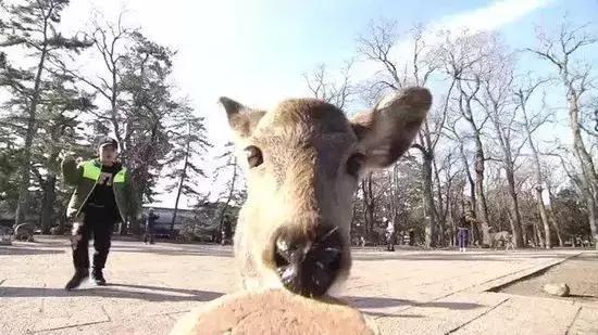 日本奈良的鹿有多厉害,日本奈良梅花鹿