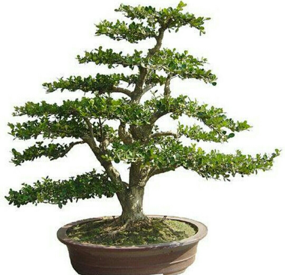 黄杨树怎么造型做盆景,黄杨树盆景怎么弄造型