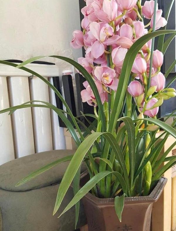 如何养殖大花蕙兰花苗,如何养殖大花蕙兰