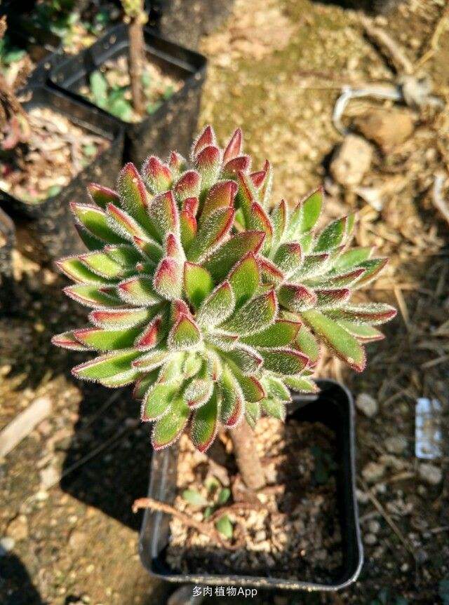 1000种多肉植物图鉴大全大图,景天科1000种多肉植物图鉴