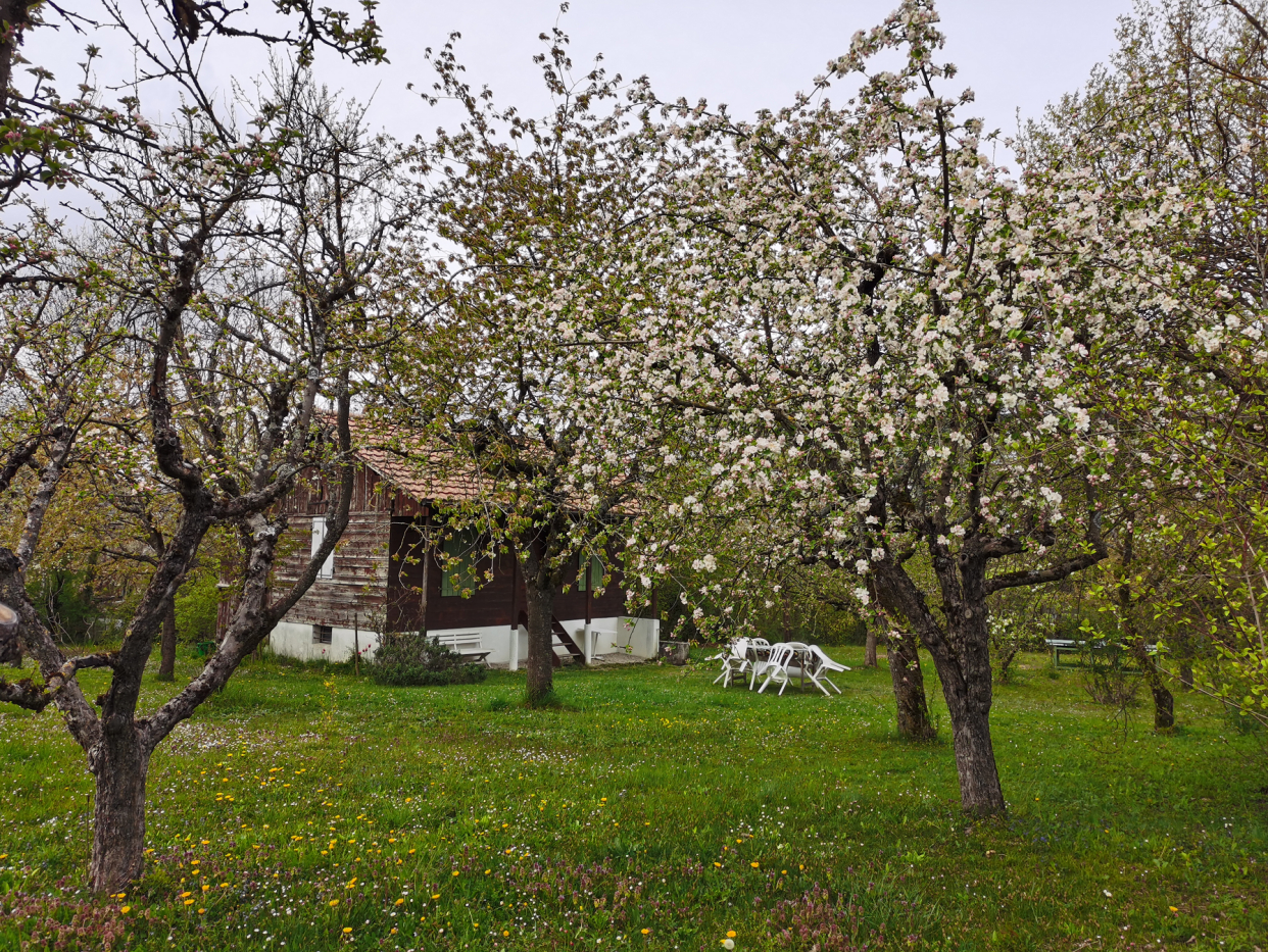 瑞士小朋友的秘密世界原来在这里，学会爱，从孩子的自然教育开始