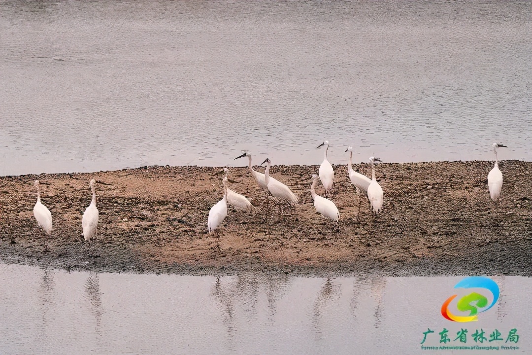 为了保护它们，广东实施这个工程