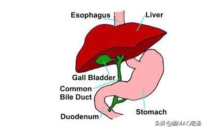猫咪急性胃炎,猫咪急性胃炎症状