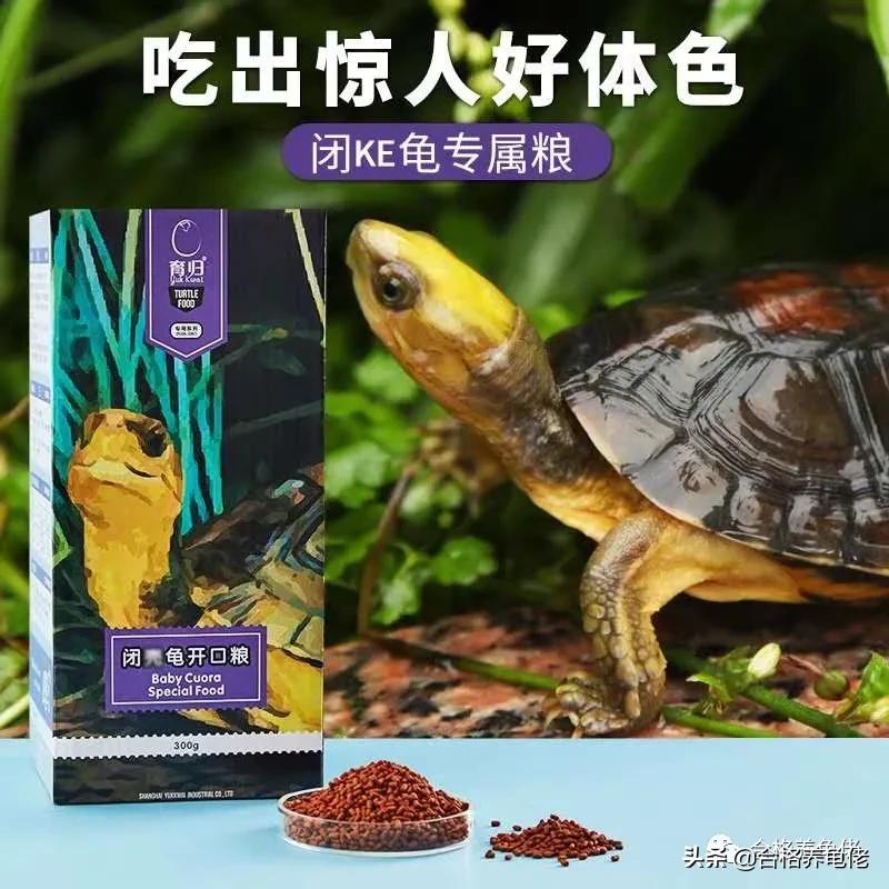 安缘龟喂什么食物,发色龟粮适合什么龟吃