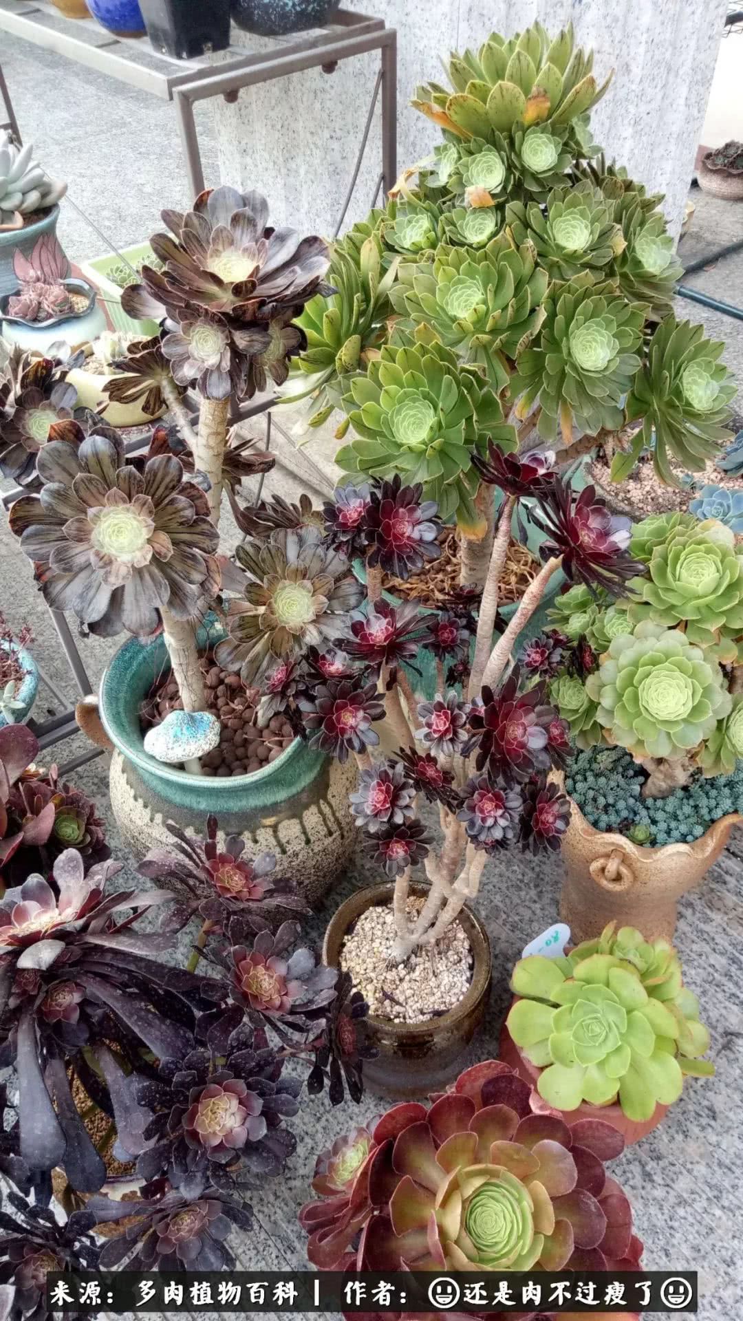 日照弘一法师,日照法师请师父