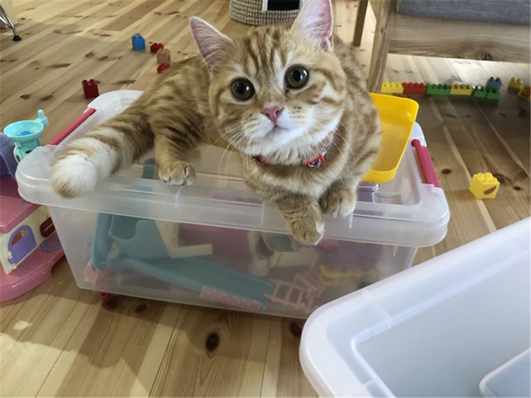 橘猫累到虚脱，四仰八叉躺在地板上呼呼大睡，网友：没电了