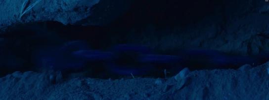 云南虫谷潘粤明结局,云南虫谷预告片潘粤明