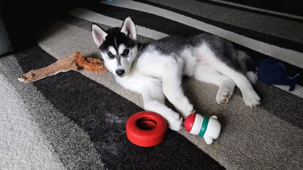 小狗一般喂多少合适,小狗如何喂食狗粮